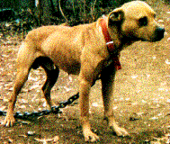 Logitech QuickPicture